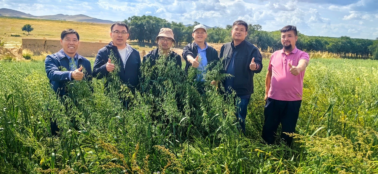 科技赋能京蒙协作，助力牧草高产